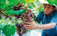 常熟市郑家桥果品专业合作社